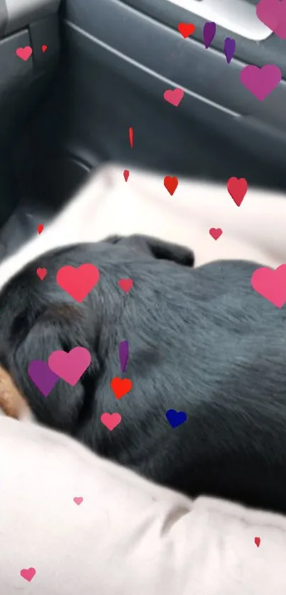 Dog resting in a car with heart decorations.