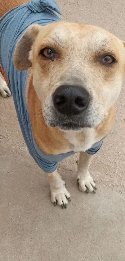 Adorable dog in a blue shirt on a rough concrete surface.