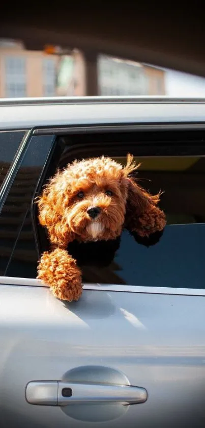 Cute brown dog peeking from a silver car window, exuding playful charm.