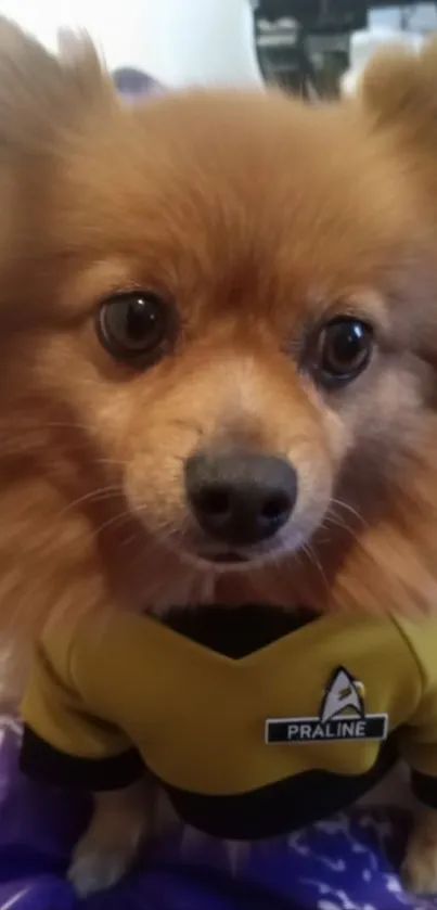 Adorable dog dressed in cosplay looking cute.