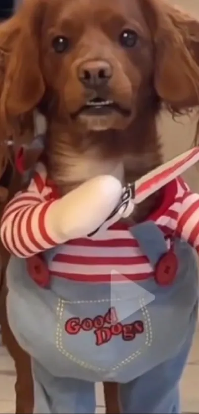 Cute dog in a red and white striped costume with scissors.