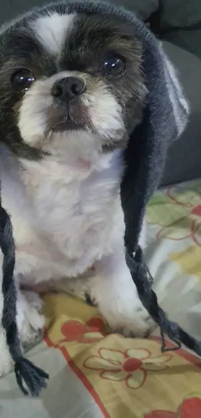 Cute dog wearing a cozy hat, sitting comfortably.