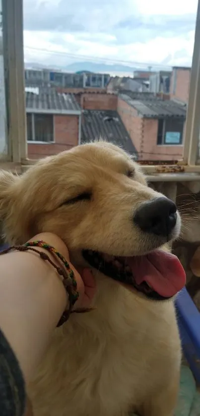 Smiling dog being petted near window in cozy urban setting.