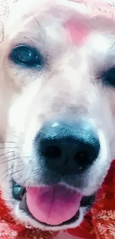 Adorable dog in red festive attire, smiling happily.