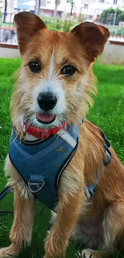 Adorable dog sitting in green park, wearing a harness.