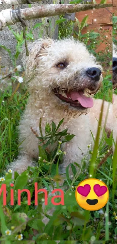 Adorable dog in green grass, smiling widely.