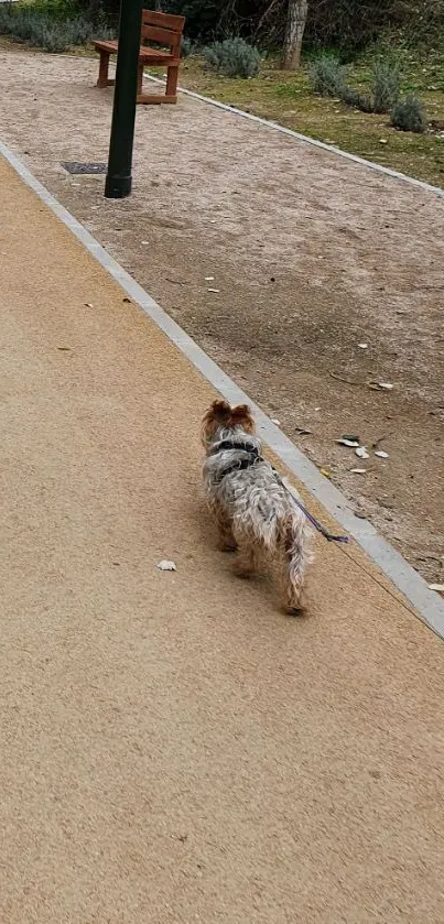 Fluffy dog walks on a serene park pathway, surrounded by nature.