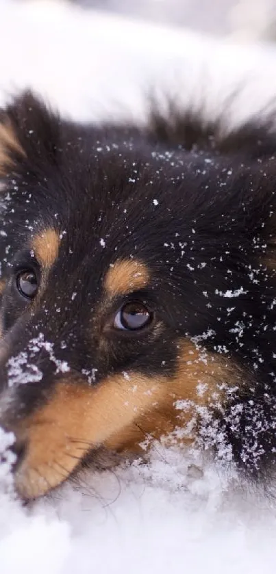 Cute dog lying in snow, playful and adorable.