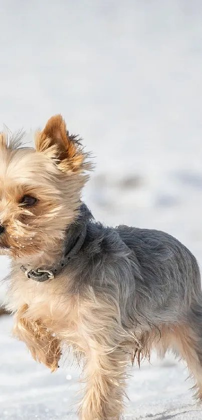 Adorable Yorkie dog playing in the snow.