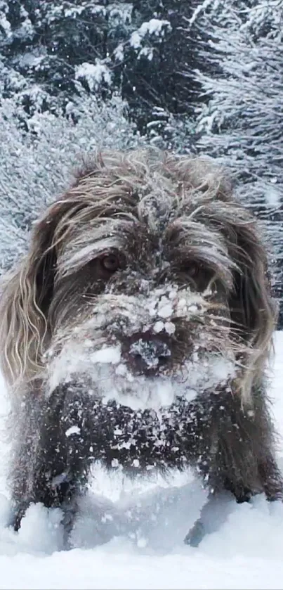 Fluffy dog playing in snowy forest landscape.