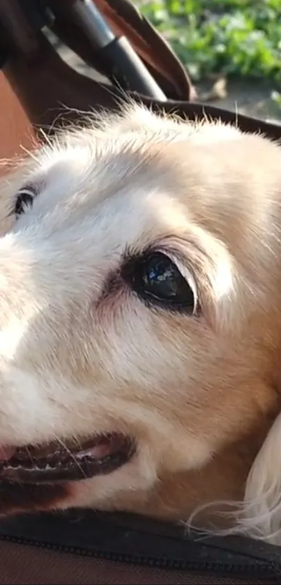 Adorable dog seated in a sunlit stroller, enjoying a bright day.