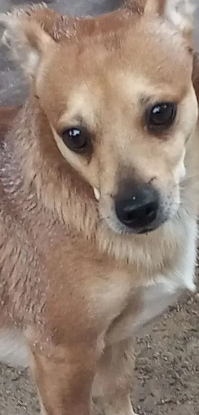 Close-up of a cute brown dog with soulful eyes.