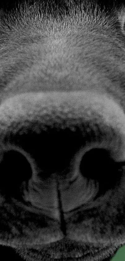 Close-up of a dog's nose and face in grayscale with a hint of green.