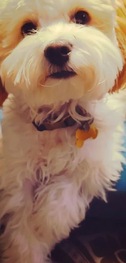 Adorable fluffy dog on a blue cushion looking up.