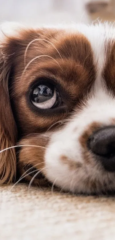Adorable puppy lying on a carpet looking dreamy.