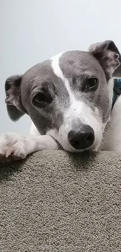 Adorable grey and white dog resting on a carpet.