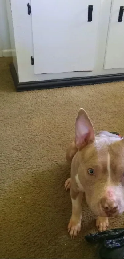 Cute dog sitting on a beige carpet with a cabinet in the background.