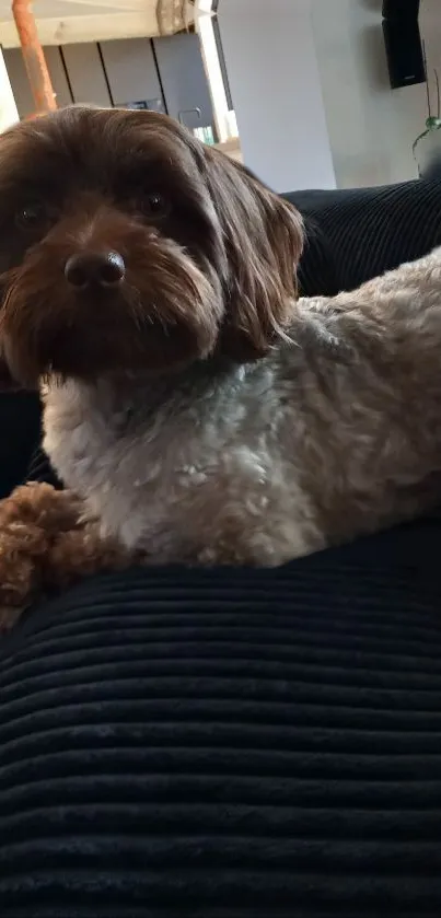 Adorable dog on a dark blue couch.