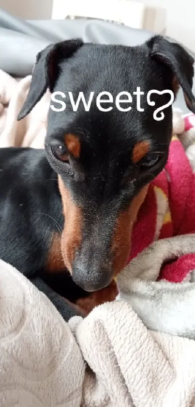 Adorable dog resting on colorful cozy blankets with 'sweet' text.