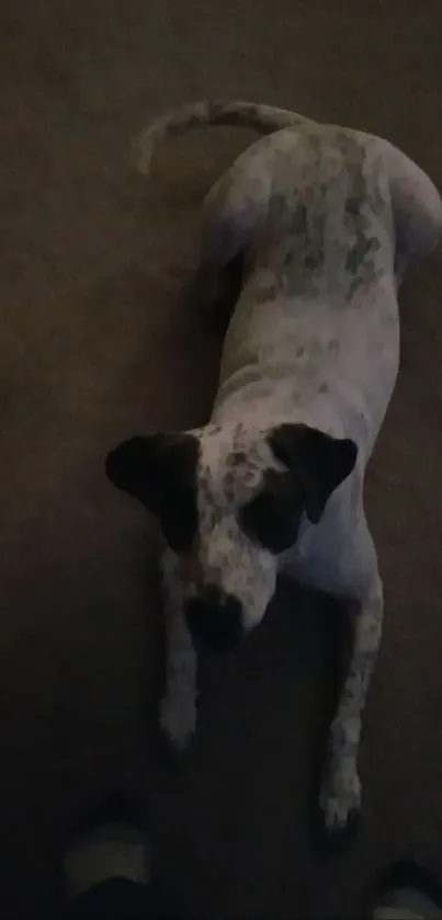 Adorable dog laying on dark carpet in dim lighting.