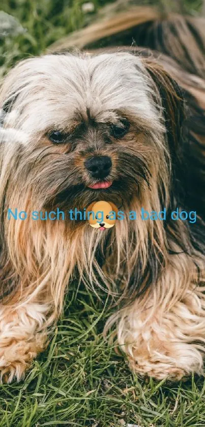 Fluffy dog lying on green grass with text 'No such thing as a bad dog.'