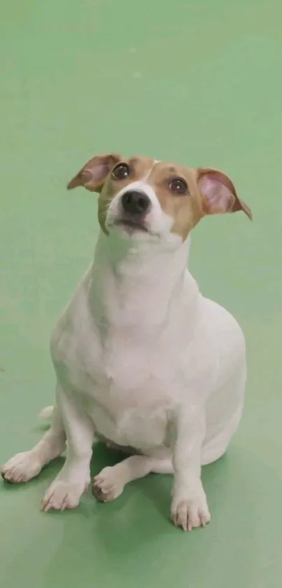 Adorable white and brown dog sitting on a green background, perfect for pet-themed wallpaper.