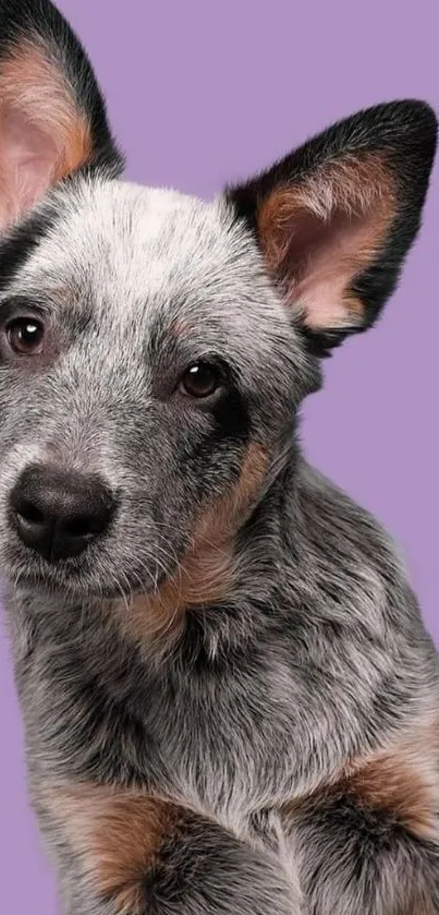 Adorable Blue Heeler dog with purple background.