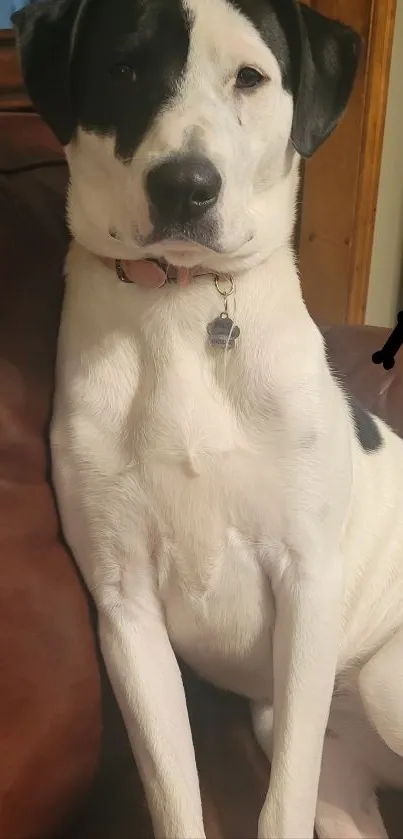 Black and white dog on a brown leather couch, showing a relaxed pose.