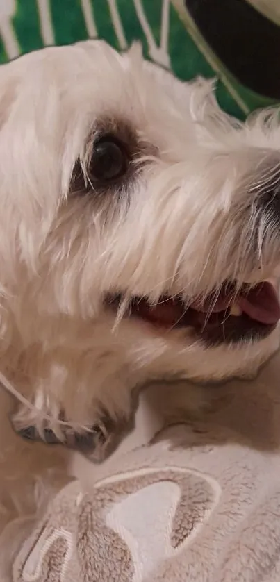 Cute white dog on a cozy plush blanket.