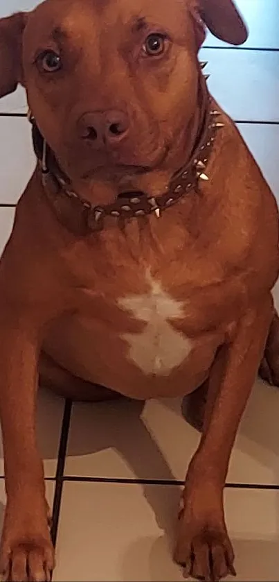 Cute brown dog with white chest sitting on a tile floor.