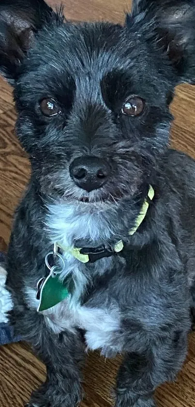 Cute black dog sitting on wooden floor looking up adorably.