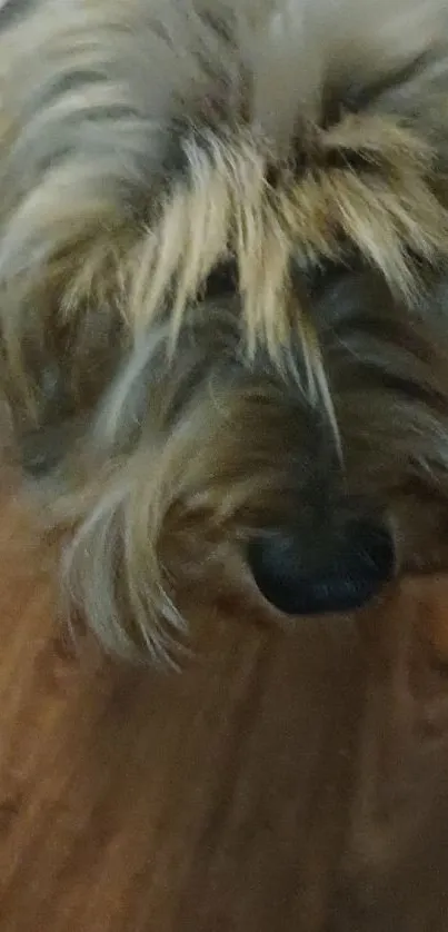 A fluffy dog standing on a wooden floor, showing an adorable furry face.