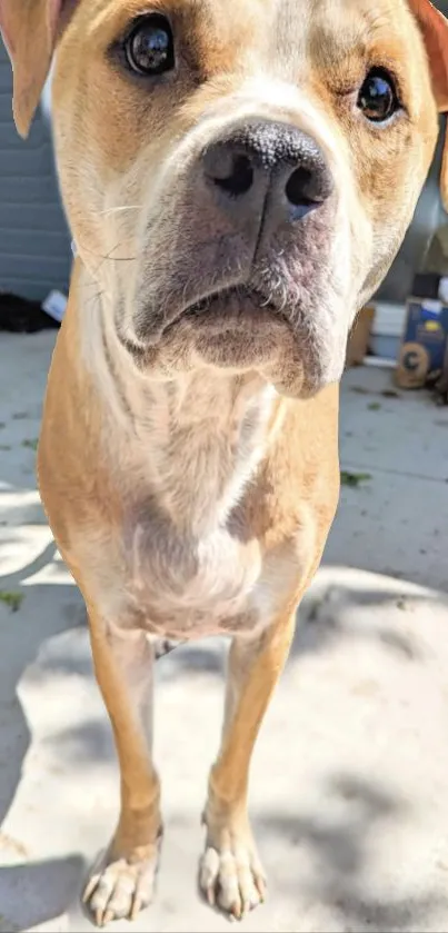 Adorable dog standing outdoors on a sunny patio.