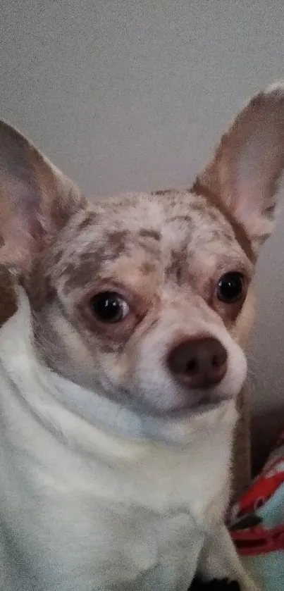 Cute Chihuahua dog with light gray fur and big ears sitting at home.