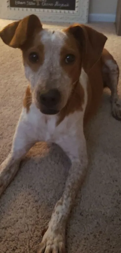 Brown and white dog laying on carpet, looking at camera.