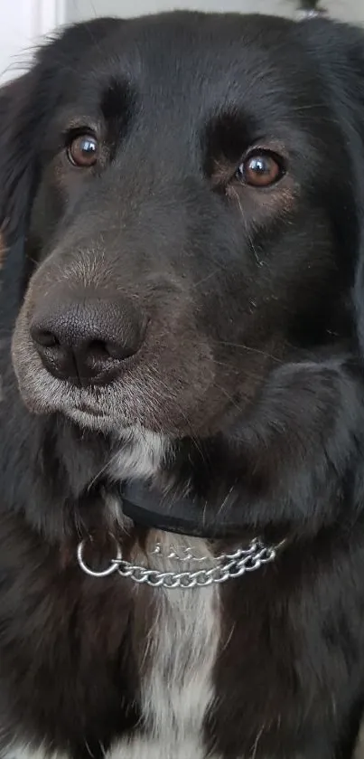 Close-up portrait of a black dog with a chain collar.