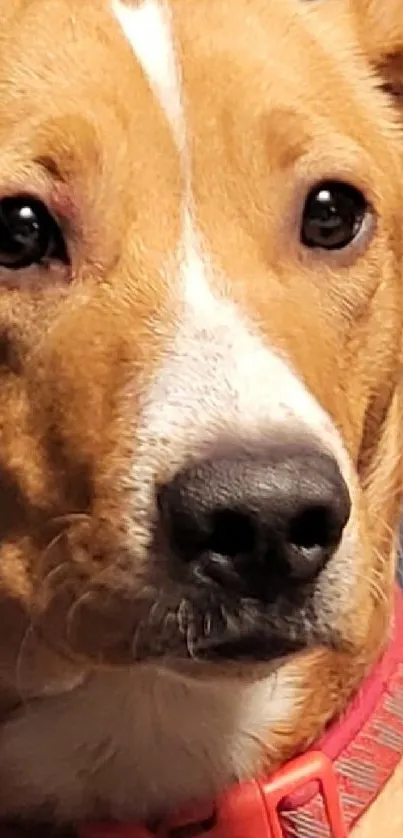 Brown dog with red collar and white stripe on blue background.