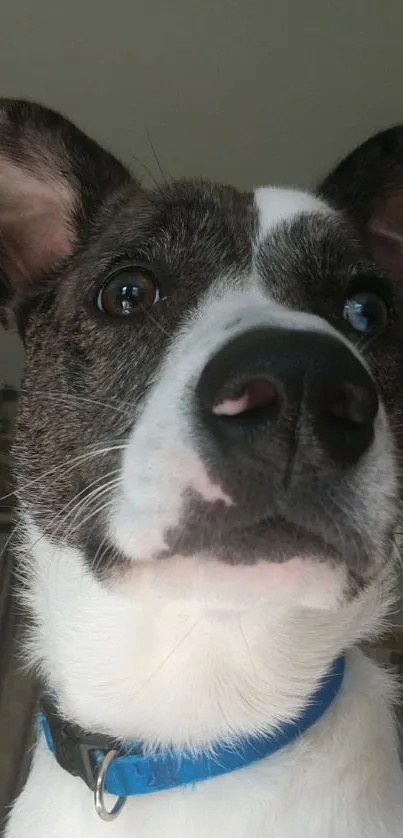 Cute dog with a blue collar staring attentively.