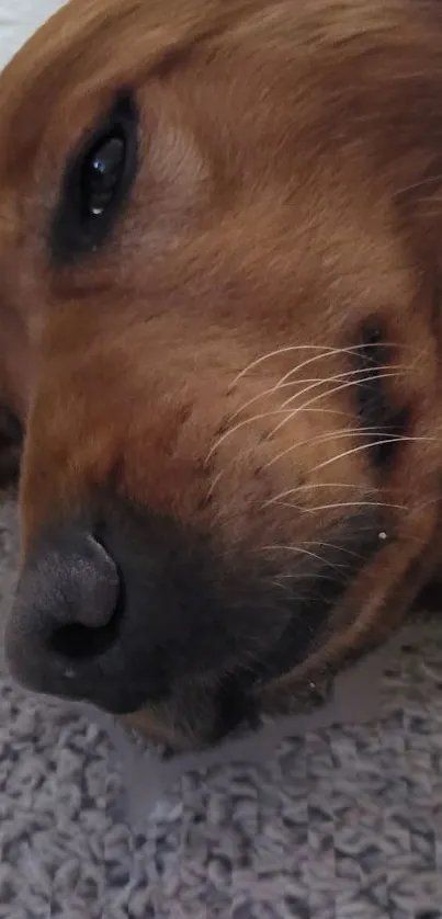 Adorable brown dog resting on gray carpet.