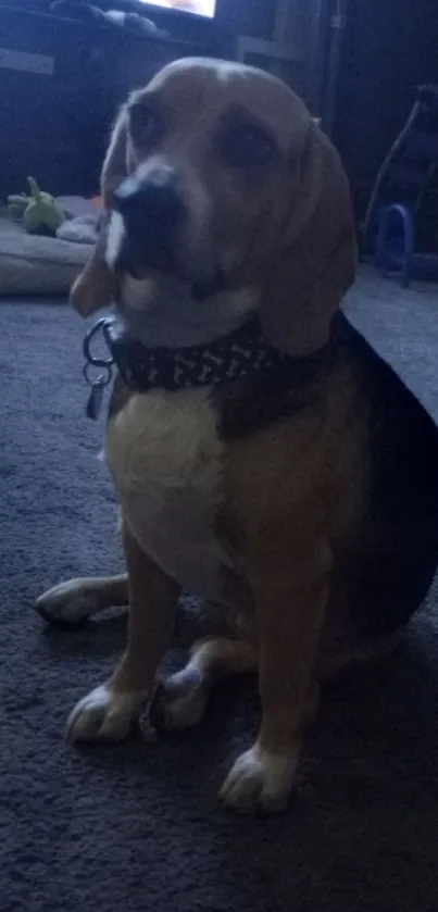 Adorable beagle sitting on the floor at home.