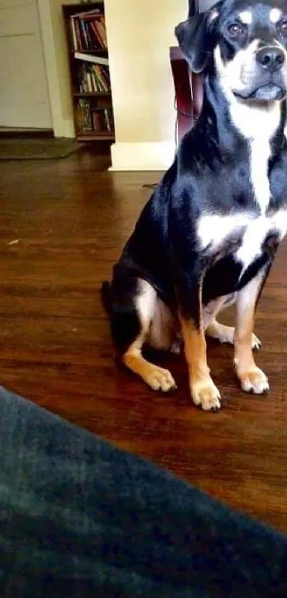 Adorable dog sitting on a wooden floor inside a cozy home.