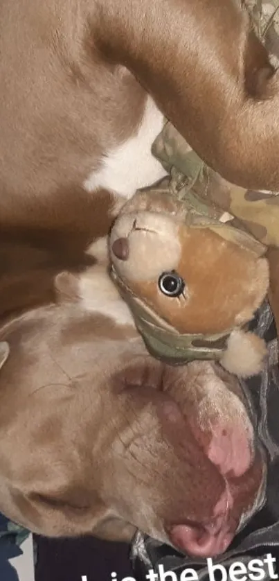 Adorable dog sleeping with toy, brown hues.