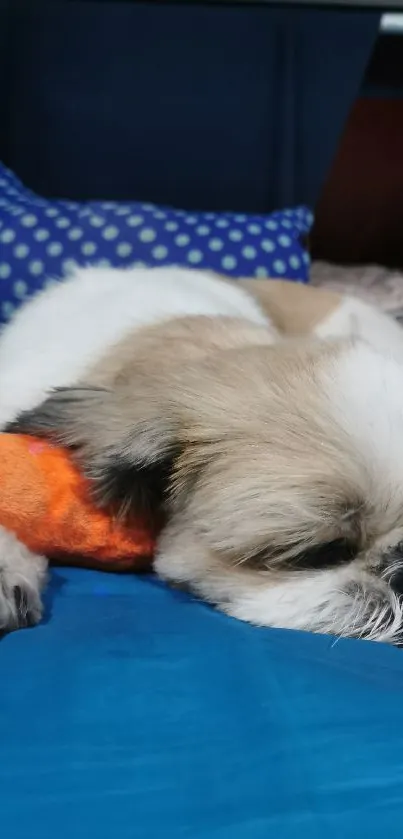 Cute Shih Tzu sleeping with carrot toy on blue couch.