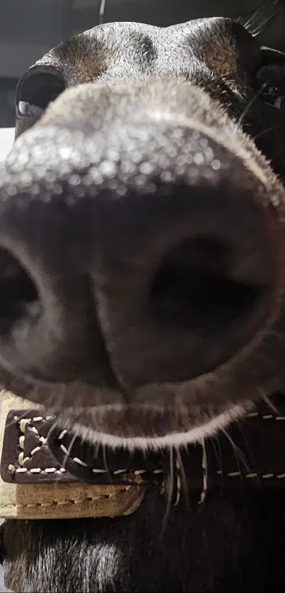 Close-up of a dog's snout, capturing an adorable and curious expression.