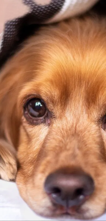 Cocker spaniel under a striped blanket on a bed, close-up.