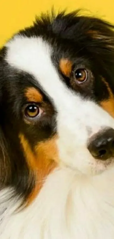 Adorable dog on a bright yellow background.