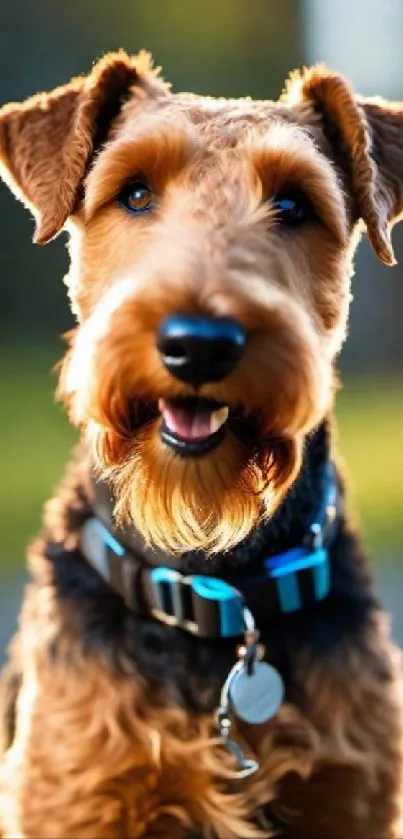 Close-up photo of a happy dog outdoors in sunlight.