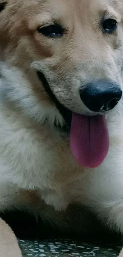 Adorable dog lying down with a happy expression and tongue out.