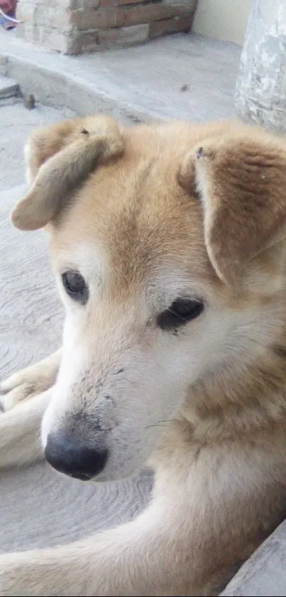 Adorable soothing dog resting peacefully on a porch.