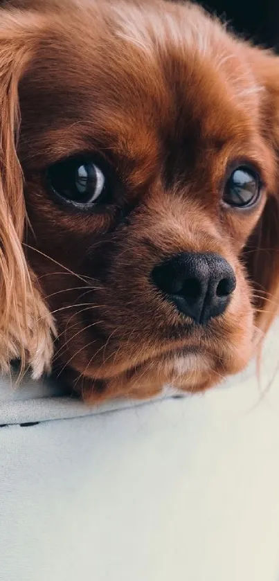 Close-up of an adorable brown puppy with expressive eyes.